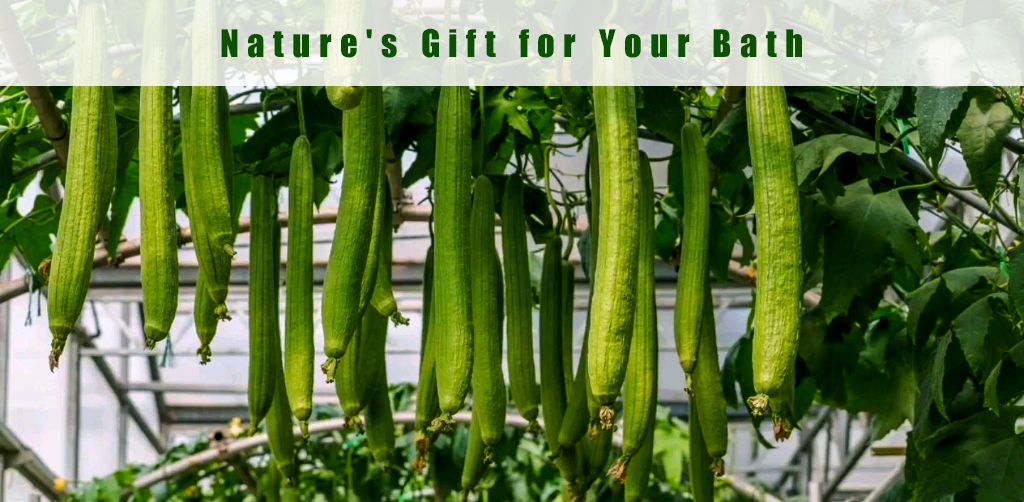 Nature's Gift for Your Bath - Fresh loofah gourds growing on vine